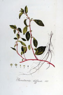 Parietaria diffusa (syn. P. judaica) botanical drawing from biolib.de.