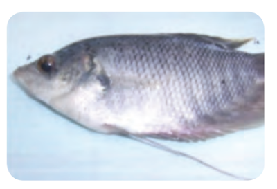 Ikan Gurami (Osphronemus gouramy)
