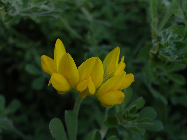 Lotus hillebrandii