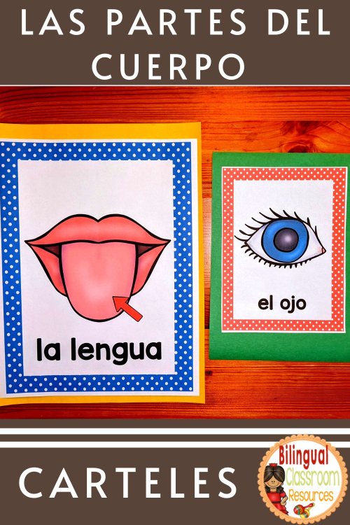 Colorful posters displaying body parts in Spanish.