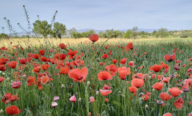 Jérez del Marquesado, Campo de Amapolas, amapolas