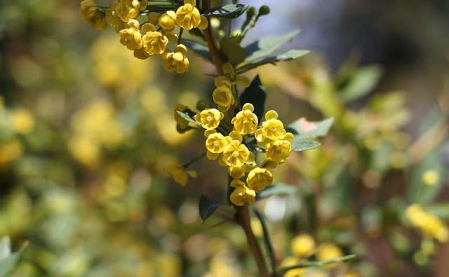 Berberis Pruinosa Flowers Pictures