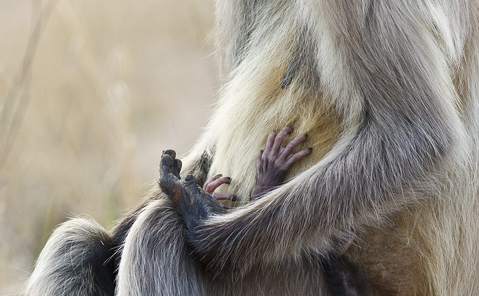 Langur & baby