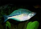 Melanotaenia Lacustris - Rainbow Fish