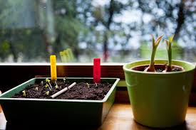 Developing Strawberries Indoors ! Garden Bible