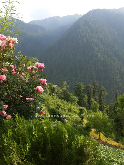 Himalayas, Shoja