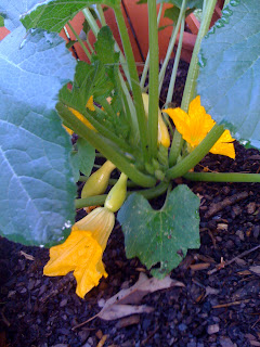 baby squash