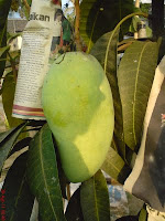 mangga cingnawang