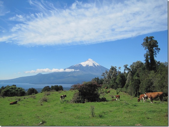 OsornoCows