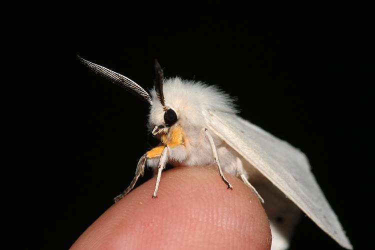 fluffy moth