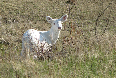 White Deer