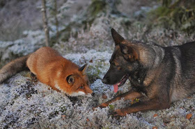 Dog and wild fox are best friends (10 pics), a dog makes friend with wild fox in Norway, fox and hound, animal friends, sable german shepherd dog, german shepherd pics, fox pics
