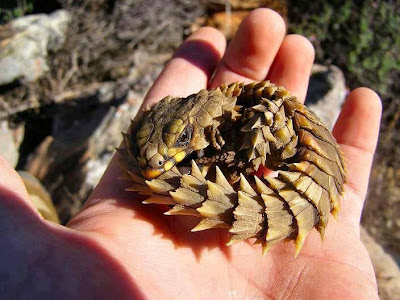 Lagarto Armadillo de Sur África