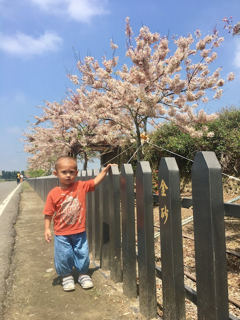 Pink shower trees in Xigang, Tainan, Taiwan