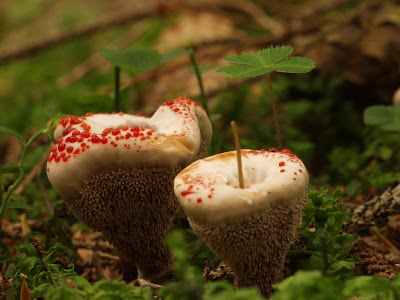 kolczakówka piekąca Hydnellum peckii