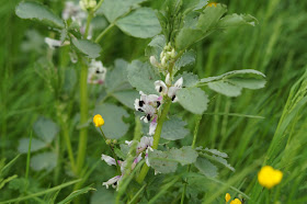 wild flowers in May in the Norfolk countryside