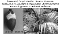 Arecanut | Fungal Infection | Control Measures - അടയ്ക്ക പഴുക്കുന്നതിനു മുമ്പ് പൂത്ത് നശിച്ച് വീഴുന്നതിനുള്ള പരിഹാരം