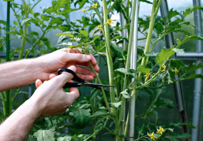 Teknik-cara-menanam-tomat-dari-potongan-batang