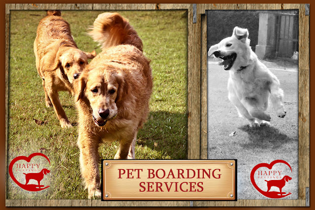 Pet Boarding Service in Delhi