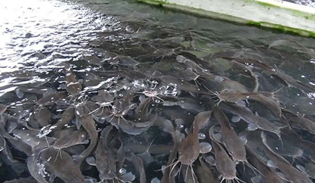 Catfish Farming in nigeria
