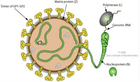 Lassa virus