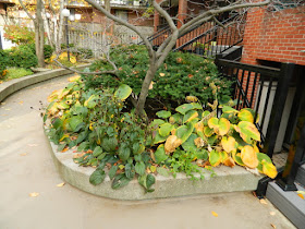 Garden District Toronto Fall Cleanup Before by Paul Jung Gardening Services--a Toronto Gardening Services Company