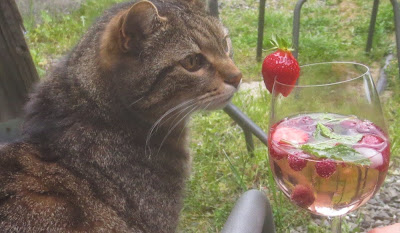 Kater mit Lillet Wild Berry