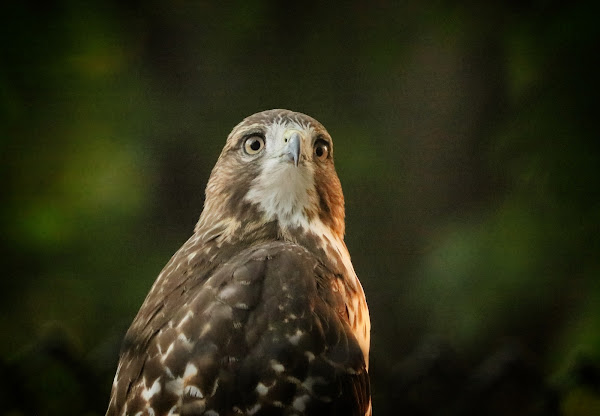 Tompkins Square red-tailed hawk fledgling