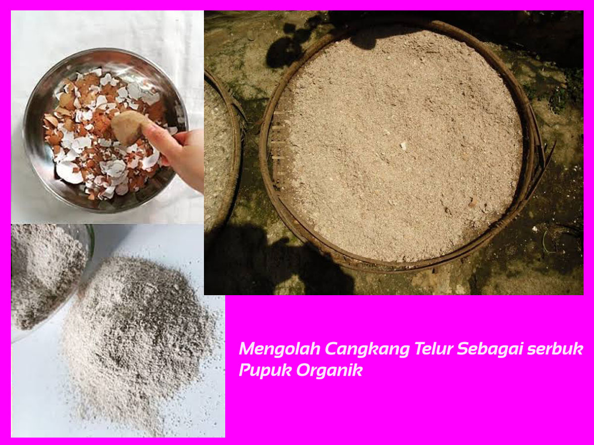 Cara Membuat  Pupuk Organik dari Cangkang  Telur  SAOOGA