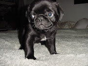 . was the only place I could find in Oregon that had a black pug puppy.