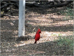 cardinal