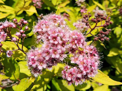 Flower Mound Landscaping Flower Mound Landscaping