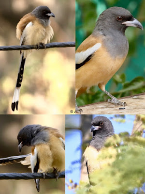 Rufous Treepie