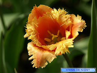 Tulipe frangée orange