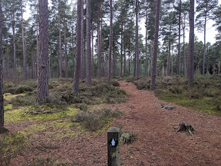 A path through trees in a Scottish forest with a walking route marker