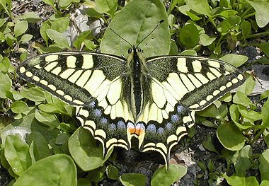 Un macaone (Papilio machaon) si riposa sull'erba. Foto di Andrea Mangoni