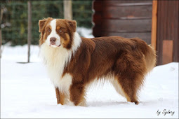 Helios, Australian Shepherd