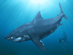 Carcharodon megalodon