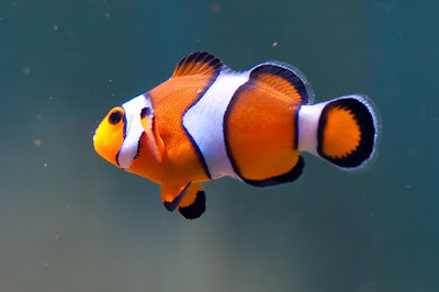 Ciri-Ciri Fisik Ikan Clownfish