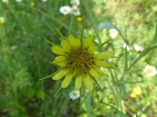 Salsifis des prés - Tragopogon pratensis