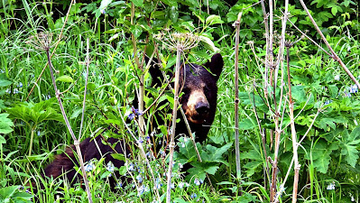 Bär im Gras