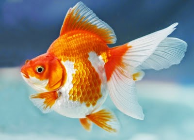 Gambar Ikan Mas Dunia Binatang Gambar Ikan Mas Dunia Binatang