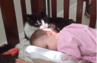 funny cat with baby images