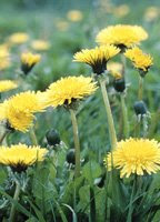 Dandelions