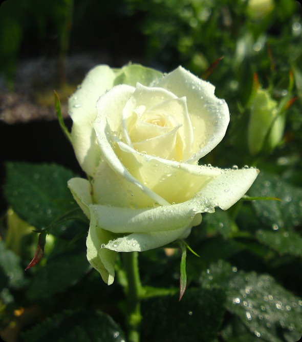 DSC00698