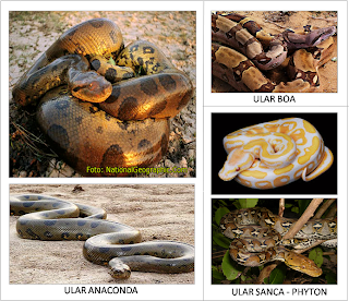 JENIS MACAM GAMBAR  FOTO HEWAN  REPTIL  freewaremini