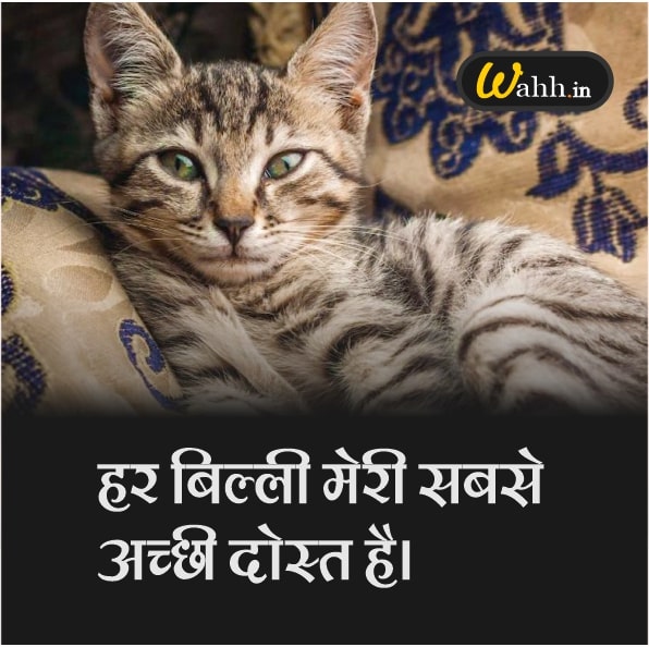 Cat Love Captions In Hindi