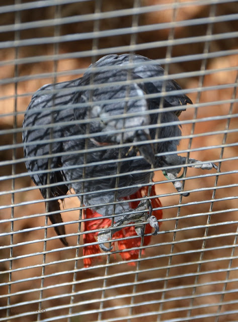 Clyde, a gray parrot with a red tail, climbs his enclosure's fencing.