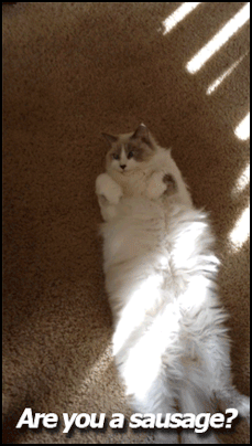 Funny Cat GIF • Lazy chubby cat lying on its back. 'Are you a sausage' 'YAH' [ok-cats.com]