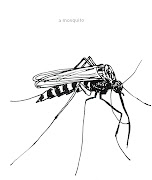 a mosquito. Pen and Ink (ttd )